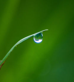 Close-up of insect on grass