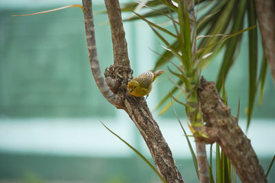 Close-up of butterfly on plant