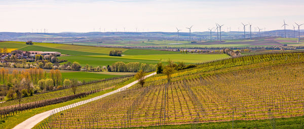 Landscape of a rural region with vineyards in front of numerous wind turbines on the horizon