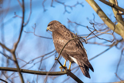 Low angle view of bird perching on tree