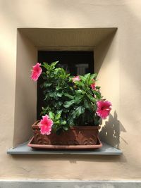 Pink flower pot against wall