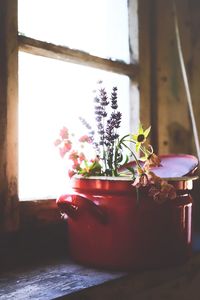 Potted plant on table by window