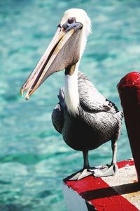 Close-up of bird perching by sea