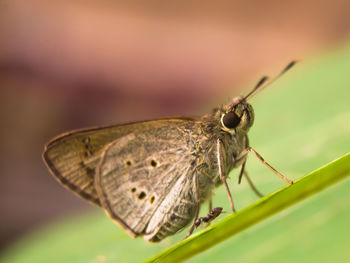 Close-up of butterfly