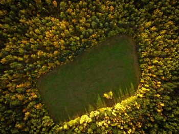 High angle view of yellow flowering plants on land