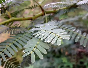 Water drops on the leaves