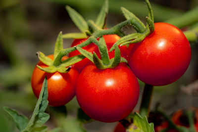 Close-up of cherry tomatoes growing on plant