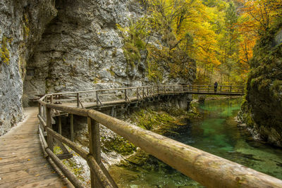 Scenic view of river in forest