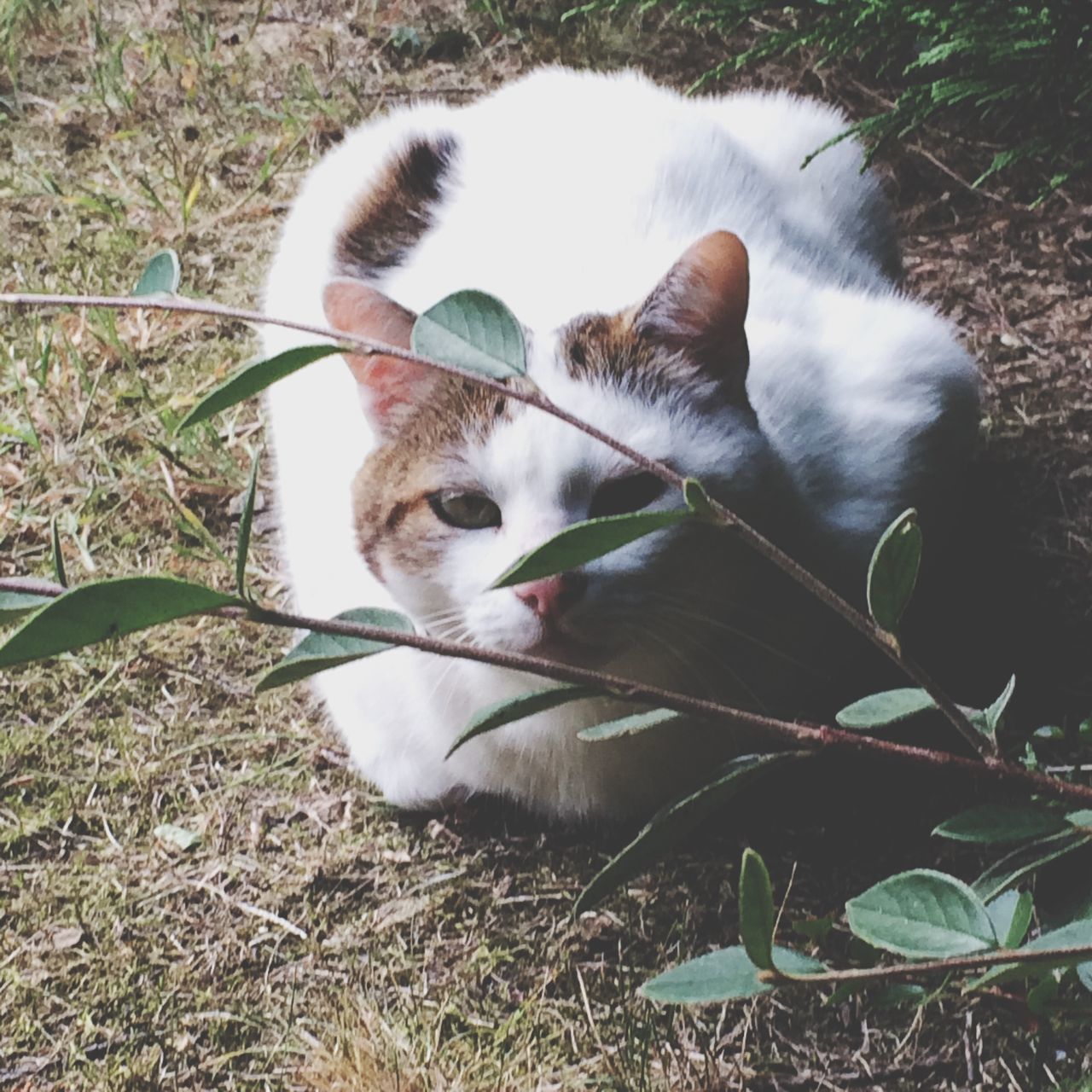 domestic animals, animal themes, pets, mammal, one animal, dog, grass, field, high angle view, relaxation, looking at camera, lying down, portrait, grassy, resting, white color, day, outdoors, no people, sitting