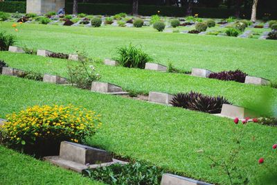 View of flowering plants in garden