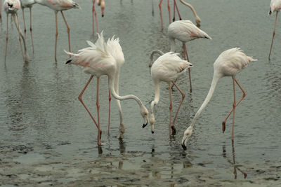 Flamingoes in ras al khor wildlife sanctuary, ramsar site, flamingo hide2, dubai, uae