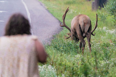 Rear view of deer on grass