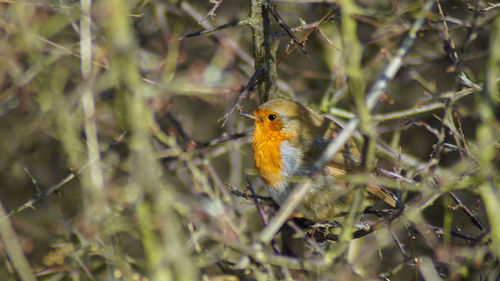 Close-up of british european red brested robin bird perching on branch through twigs