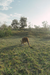 View of a horse on field