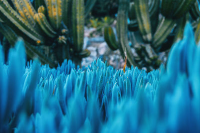 Full frame shot of plants