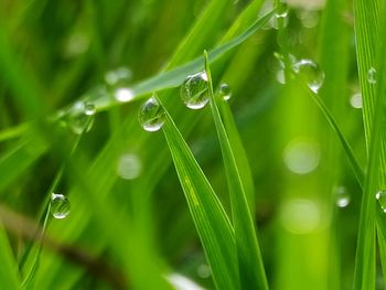 Close-up of water drops on grass during rainy season