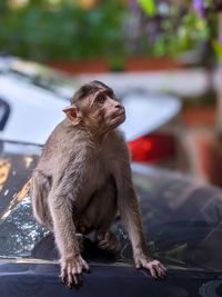 Monkey sitting on a car bonnet looking away