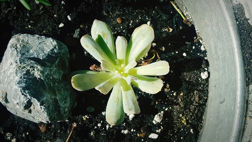 High angle view of potted plant