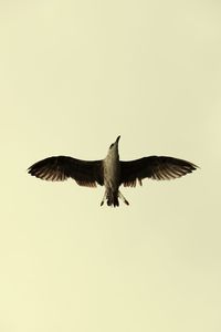 Low angle view of eagle flying against clear sky