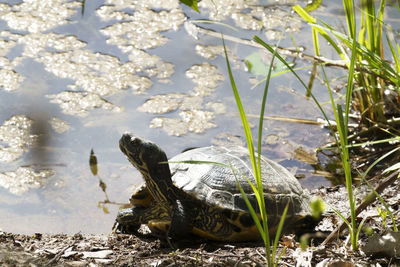 Close-up of turtle