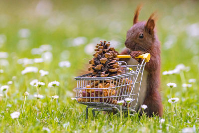 Close-up of crab on grass in field