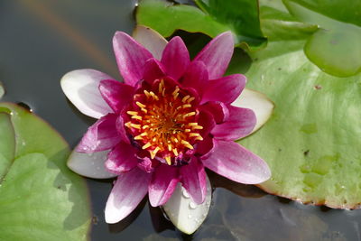 Close-up of pink water lily in pond