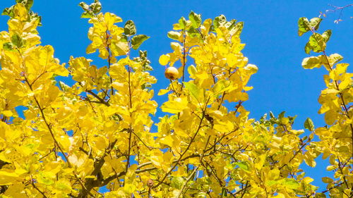 Low angle view of yellow flowering plants against blue sky