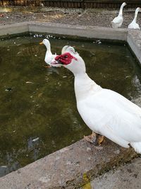 High angle view of swan swimming on lake