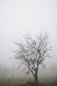 Bare tree on field against sky