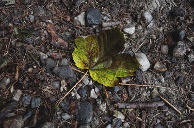 High angle view of fallen maple leaf on land