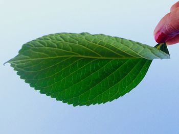 Close-up of leaves over white background