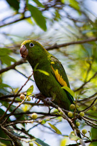 Close-up of parrot perching on tree