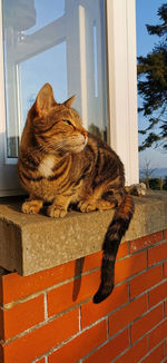 Bangal cat sitting outside on a windowsill 