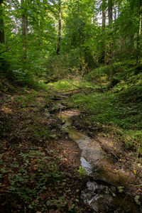 Stream amidst trees in forest