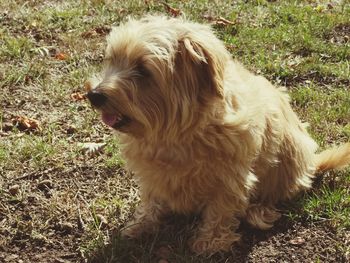 Close-up of dog on field