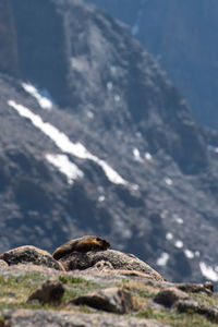 Close-up of rock on land against sky