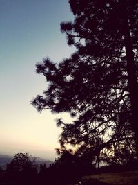 Silhouette tree against sky during sunset