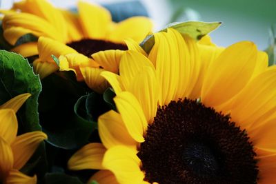 Close-up of sunflower