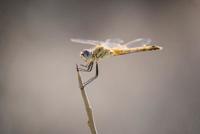 Close-up of dragonfly perching on twig