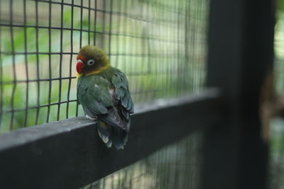 Bird perching in cage