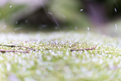 Close-up of plant against blurred background