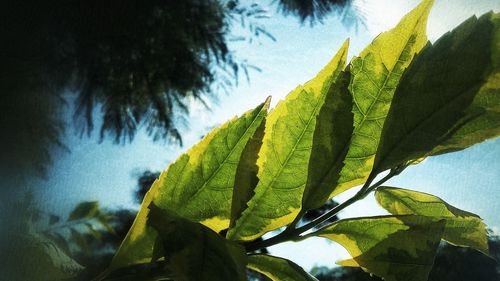 Low angle view of tree