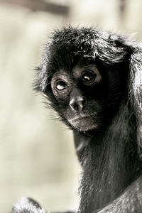 Close-up portrait of a gorilla