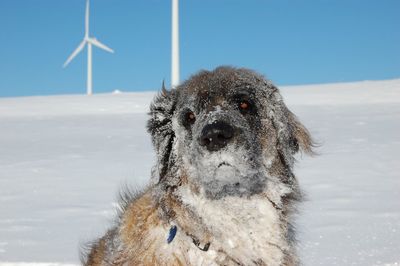 Close-up of dog on snow field against sky