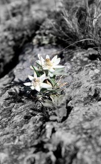 Close-up of white flowers