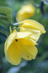 Close-up of yellow flower