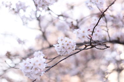 Low angle view of apple blossoms in spring