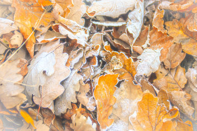 Full frame shot of autumn leaves