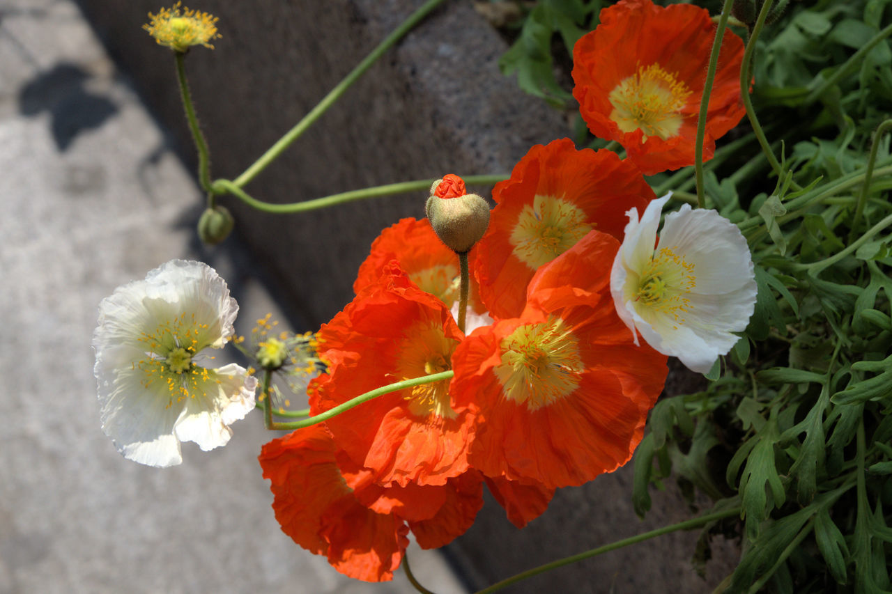 HIGH ANGLE VIEW OF FLOWERING PLANT