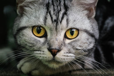 Close-up portrait of a cat